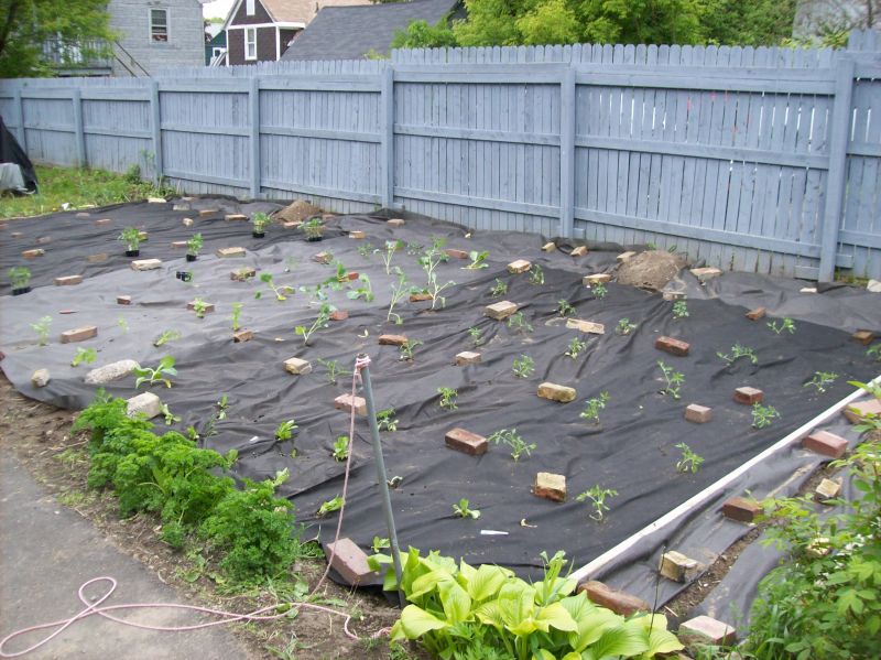 Yard Landscaping Pictures & Ideas: my vege garden part 1 have palnted